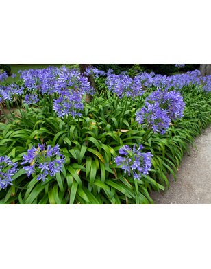 Afrikaanse lelie | Agapanthus africanus