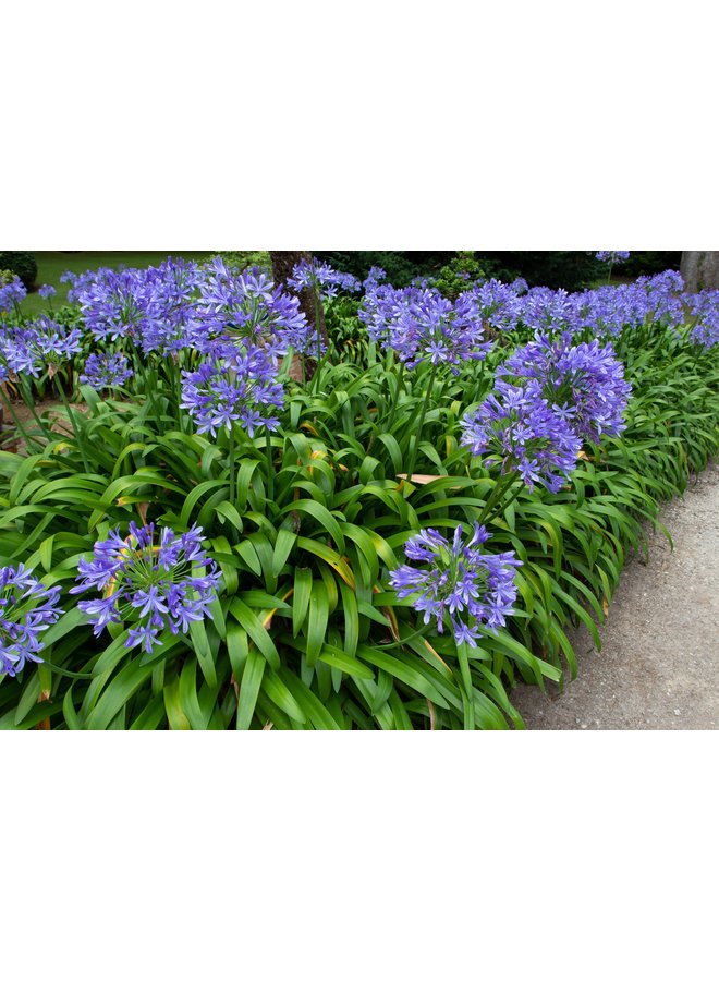 Afrikaanse lelie | Agapanthus africanus