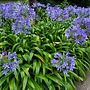 Afrikaanse lelie | Agapanthus africanus