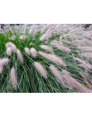Lampepoetsersgras | Pennisetum al. 'Hameln'
