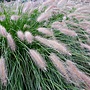 Lampepoetsersgras | Pennisetum al. 'Hameln'