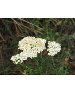 Duizendblad | Achillea mill. 'White Beauty'