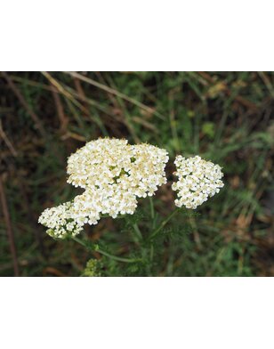 Duizendblad | Achillea millefolium 'White Beauty'