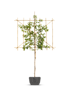 Aanplanten vormbomen