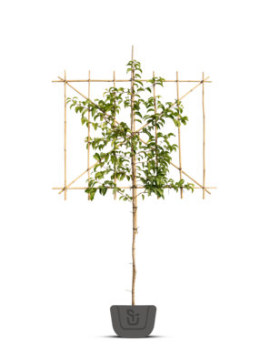 Aanplanten vormbomen