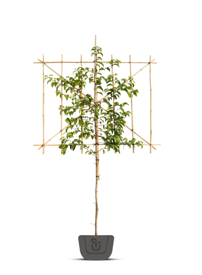 Aanplanten vormbomen