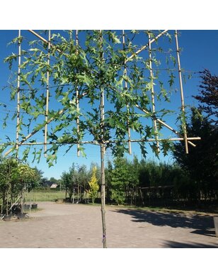 Aanplanten vormbomen