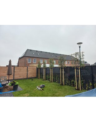 Aanplanten vormbomen