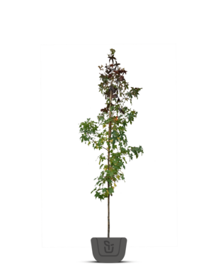 Amberboom zuil | Liquidambar styr. Slender Silhouette