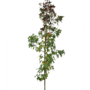 Amberboom zuil | Liquidambar styr. Slender Silhouette