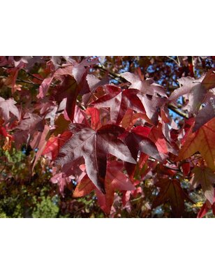 Amberboom zuil | Liquidambar styr. Slender Silhouette