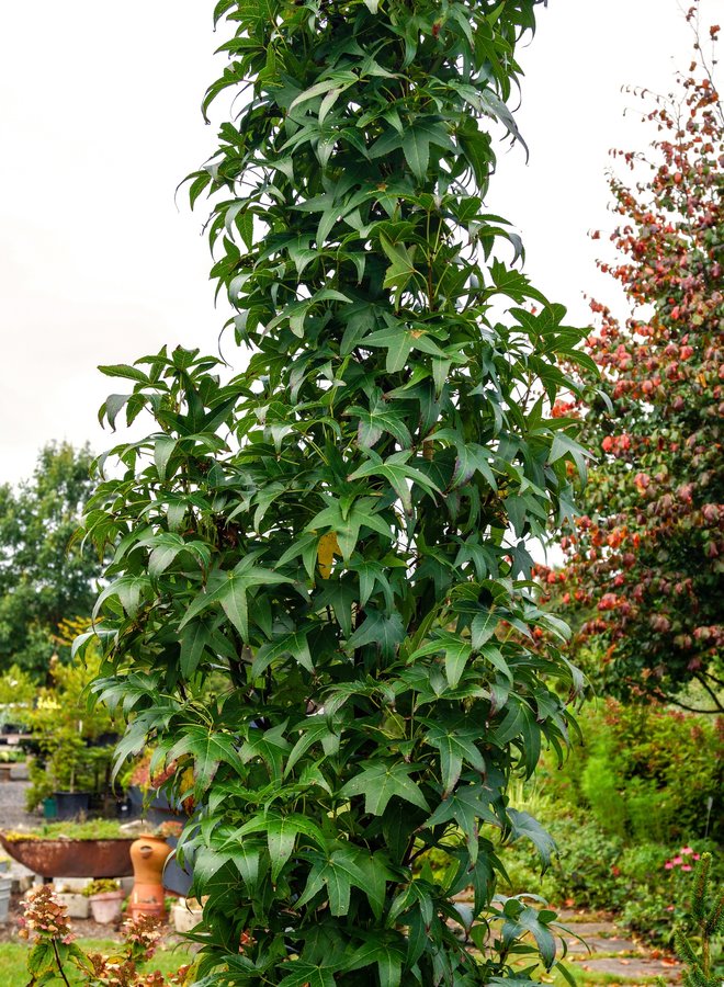 Amberboom zuil | Liquidambar styr. Slender Silhouette