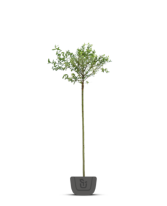 Bonte wilg op stam | Salix integra 'Hakuro-nishiki'