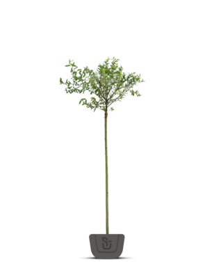 Bonte wilg op stam | Salix integra 'Hakuro-nishiki'