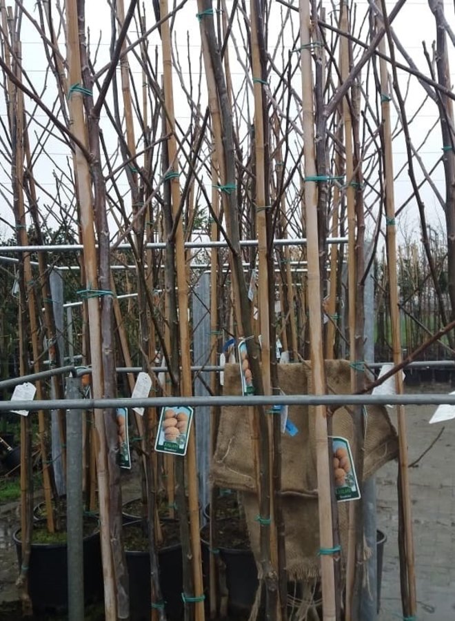 Zwarte Walnoot | Juglans Nigra