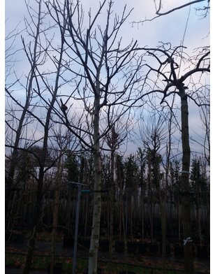 Zwarte Walnoot | Juglans Nigra