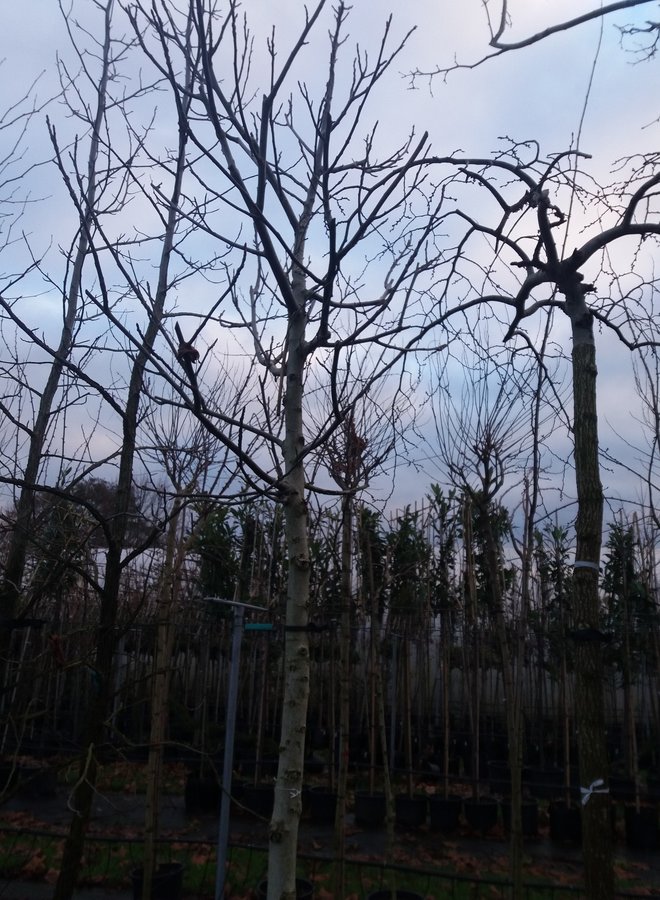 Zwarte Walnoot | Juglans Nigra