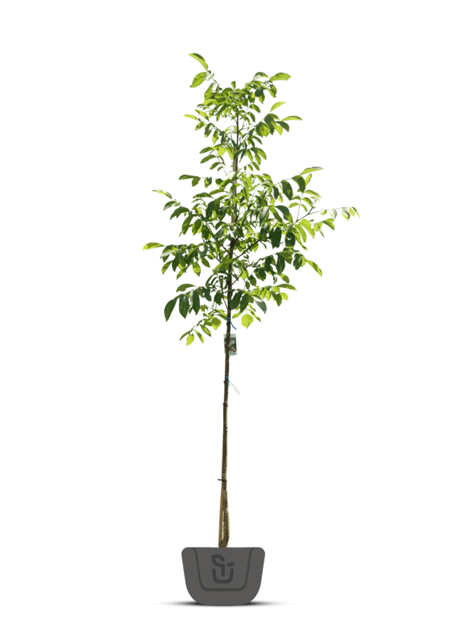Zwarte Walnoot | Juglans Nigra