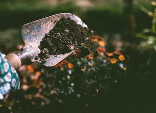5 tips om bomen te planten