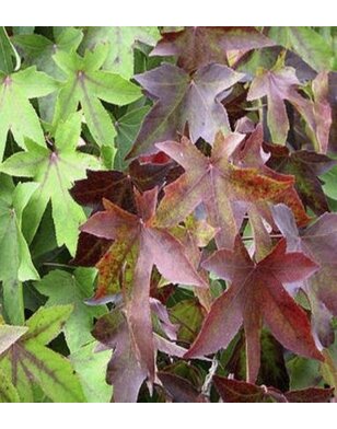 Amberboom | Liquidambar styraciflua | Meerstammig