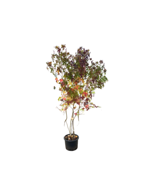 Amberboom | Liquidambar styraciflua | Meerstammig