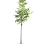 Walnoot | Juglans regia Buccaneer