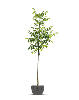 Walnoot | Juglans regia Broadview