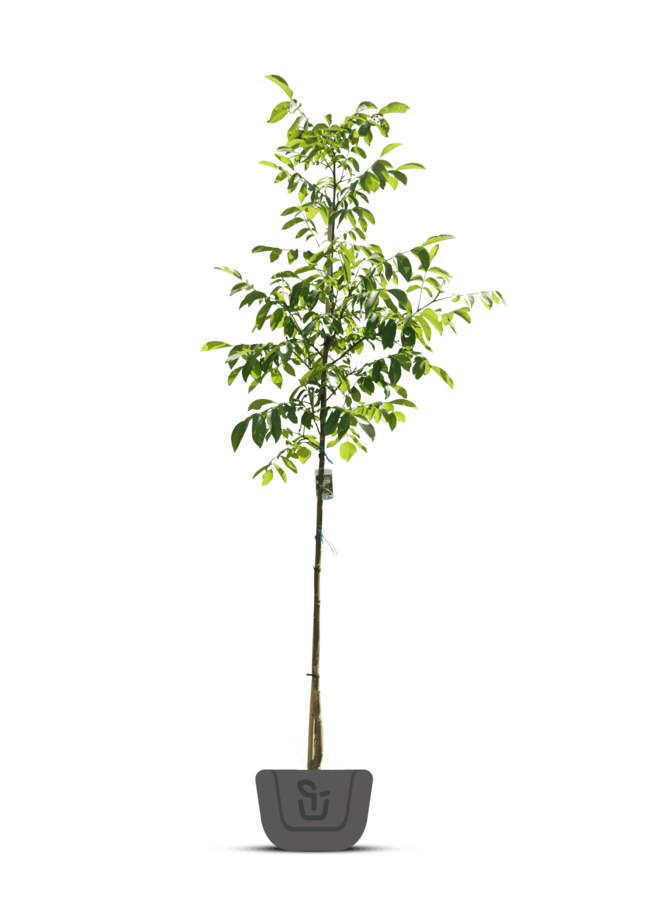 Walnoot | Juglans regia Broadview