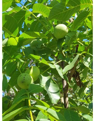 Walnotenboom | Juglans regia Mars