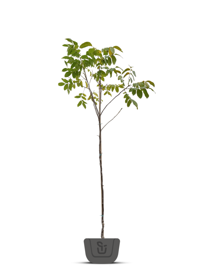 Walnotenboom | Juglans regia Mars