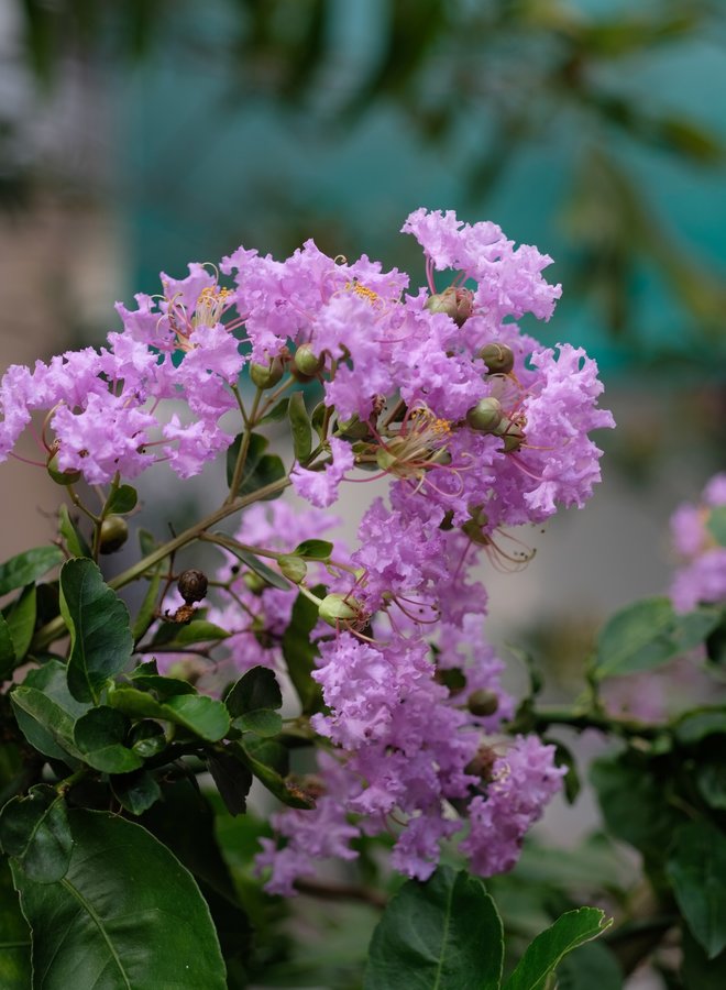 Indische Sering | Lagerstroemia Lipan