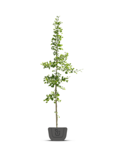 Japanse notenboom | Ginkgo biloba Fastigiata