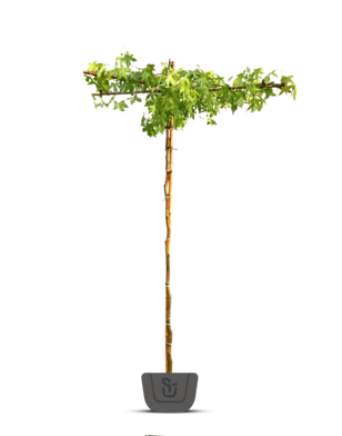 Dak-Amberboom | Liquidambar styraciflua Worplesdon