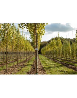 Zwarte populier | Populus Nigra Italica