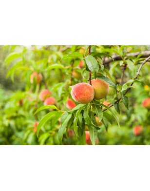 Perzikboom | Prunus per. Inka