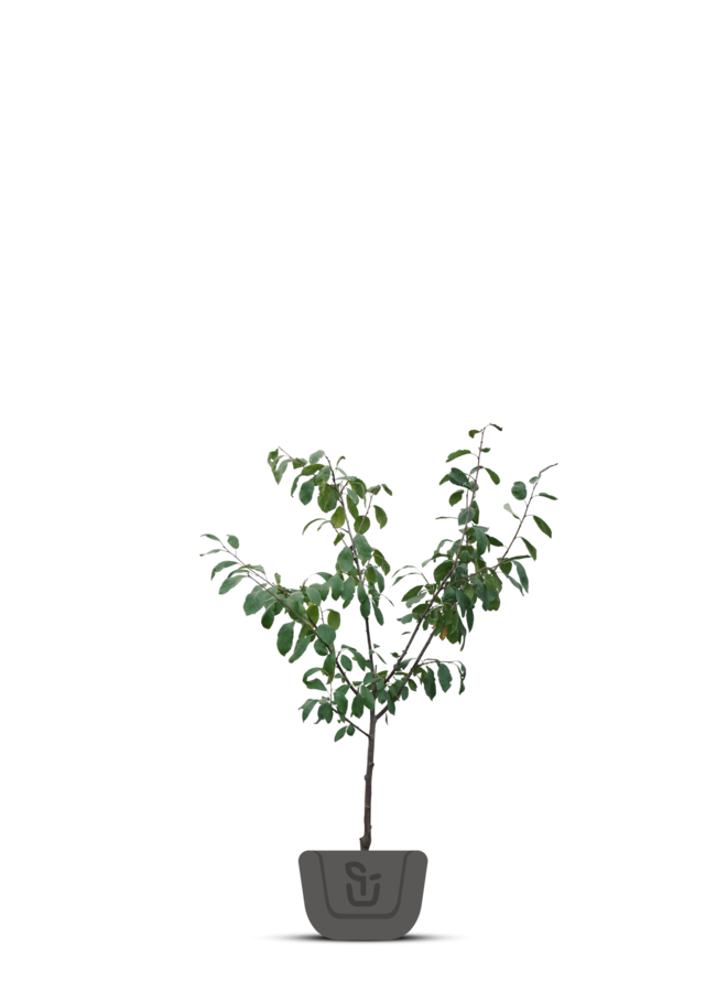 Nectarineboom | Prunus nuc. Madame Blanchet