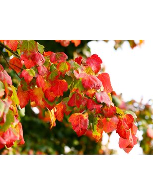 Esdoorn  | Acer rubrum Summer Red