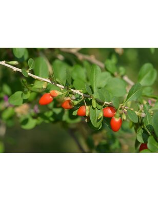 Gojibes | Lycium Barbarum | boksdoorn