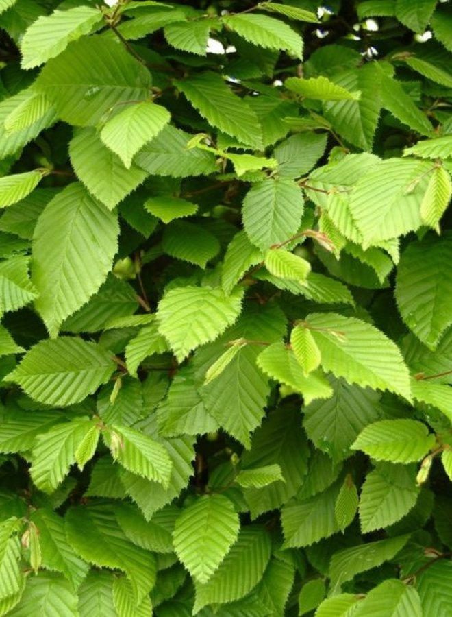 Carpinus betulus | haagbeuk | blokvorm