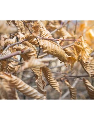 Carpinus betulus | haagbeuk | blokvorm