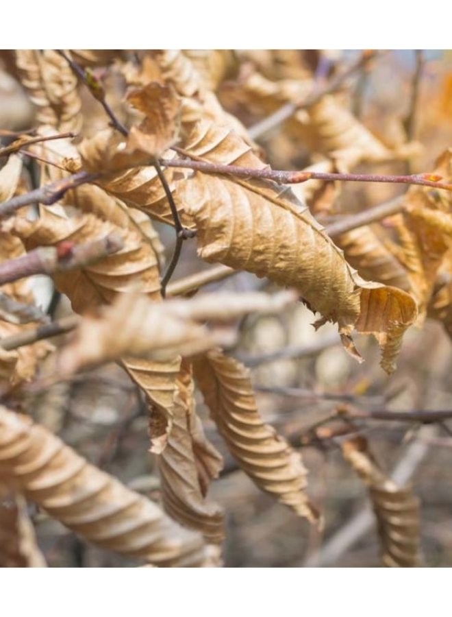 Carpinus betulus | haagbeuk | blokvorm