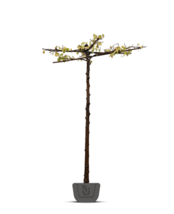 Daksierpeer | Pyrus call. Chanticleer