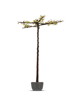 Daksierpeer | Pyrus calleryana Chanticleer