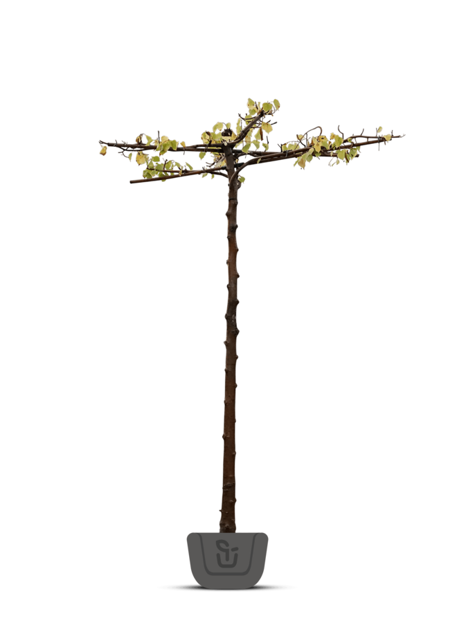 Daksierpeer | Pyrus call. Chanticleer