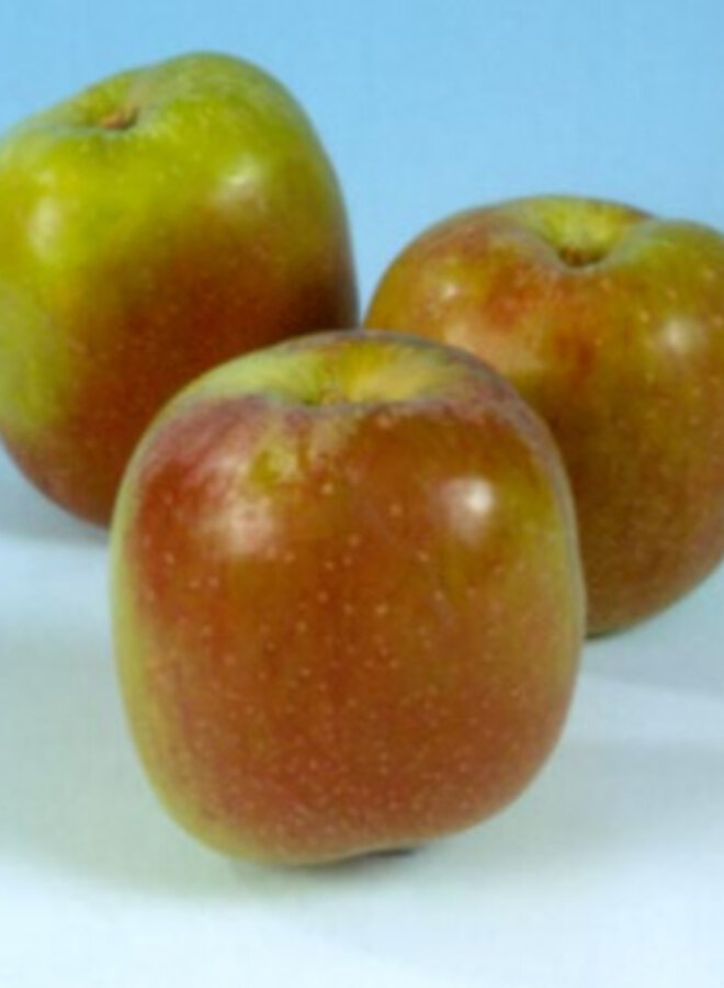 Lei-appelboom | Malus domestica Benoni