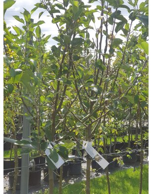 Lei-appelboom | Malus domestica Benoni