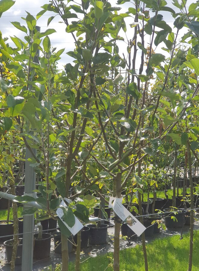 Lei-appelboom | Malus domestica Benoni