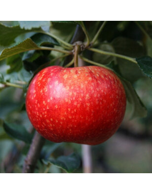 Lei-appelboom | Malus domestica Beauty of Bath