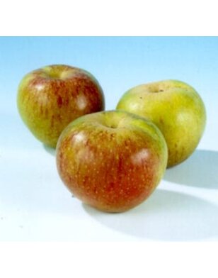 Lei-appelboom | Malus domestica Bloemeezoet