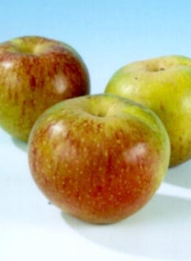 Lei-appelboom | Malus domestica Bloemeezoet